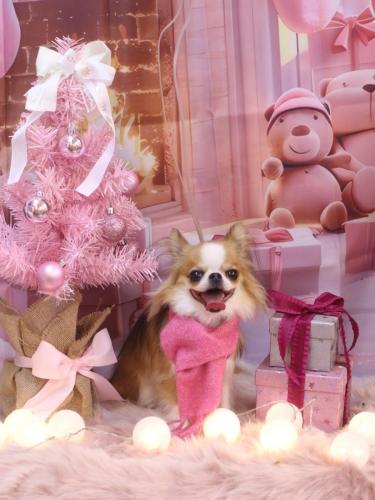 20241201プリューくん